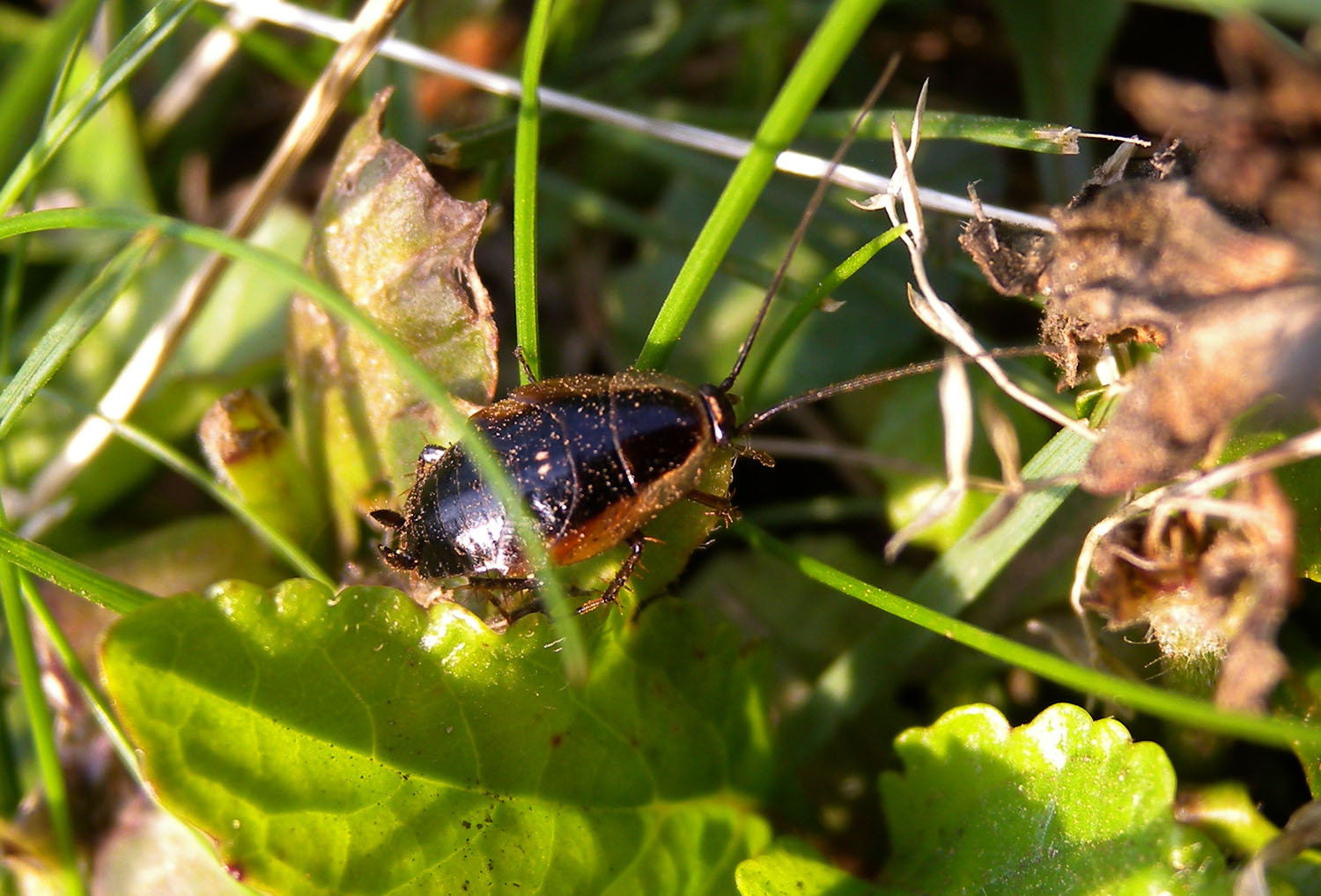 Piccola blatta ? Neanide di Ectobius sp.